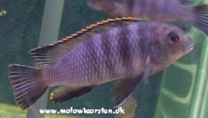 Tropheops sp. 'Taiwan'